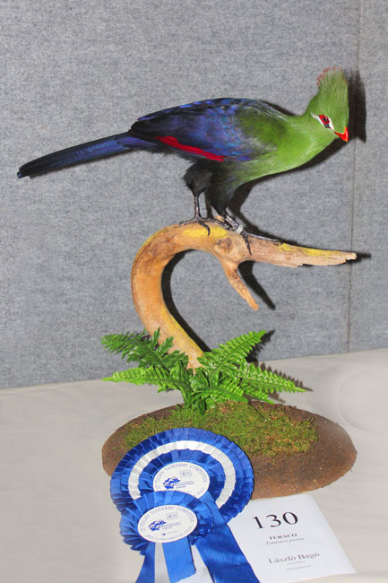 turaco